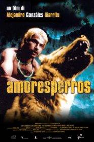 Amores perros